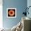 Orange Gerber Daisy-Jim Christensen-Framed Photographic Print displayed on a wall