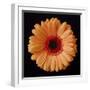 Orange Gerber Daisy-Jim Christensen-Framed Photographic Print