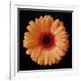 Orange Gerber Daisy-Jim Christensen-Framed Photographic Print