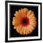 Orange Gerber Daisy-Jim Christensen-Framed Photographic Print