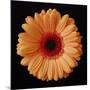 Orange Gerber Daisy-Jim Christensen-Mounted Photographic Print