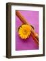 Orange Gerbera Blossom with Bamboo Canes-Andrea Haase-Framed Photographic Print