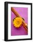 Orange Gerbera Blossom with Bamboo Canes-Andrea Haase-Framed Photographic Print