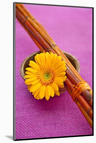 Orange Gerbera Blossom with Bamboo Canes-Andrea Haase-Mounted Photographic Print