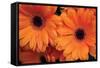 Orange Gerbera Daisies-Erin Berzel-Framed Stretched Canvas