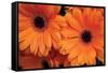 Orange Gerbera Daisies-Erin Berzel-Framed Stretched Canvas