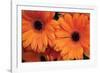 Orange Gerbera Daisies-Erin Berzel-Framed Photographic Print