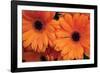 Orange Gerbera Daisies-Erin Berzel-Framed Photographic Print