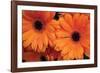 Orange Gerbera Daisies-Erin Berzel-Framed Photographic Print