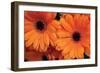 Orange Gerbera Daisies-Erin Berzel-Framed Photographic Print