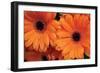 Orange Gerbera Daisies-Erin Berzel-Framed Photographic Print