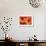 Orange Gerbera Daisies-Erin Berzel-Framed Photographic Print displayed on a wall