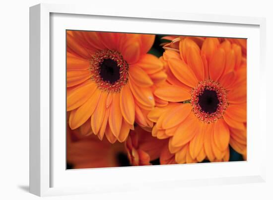 Orange Gerbera Daisies-Erin Berzel-Framed Photographic Print