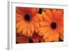 Orange Gerbera Daisies-Erin Berzel-Framed Photographic Print