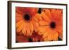 Orange Gerbera Daisies-Erin Berzel-Framed Photographic Print