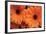 Orange Gerbera Daisies-Erin Berzel-Framed Photographic Print