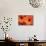 Orange Gerbera Daisies-Erin Berzel-Mounted Photographic Print displayed on a wall