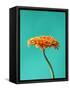 Orange Gerbera Daisy-Clive Nichols-Framed Stretched Canvas