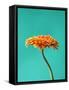 Orange Gerbera Daisy-Clive Nichols-Framed Stretched Canvas