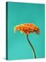 Orange Gerbera Daisy-Clive Nichols-Stretched Canvas