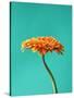 Orange Gerbera Daisy-Clive Nichols-Stretched Canvas