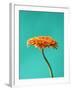 Orange Gerbera Daisy-Clive Nichols-Framed Premium Photographic Print