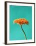 Orange Gerbera Daisy-Clive Nichols-Framed Premium Photographic Print