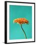 Orange Gerbera Daisy-Clive Nichols-Framed Premium Photographic Print