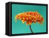 Orange Gerbera Daisy-Clive Nichols-Framed Stretched Canvas