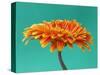 Orange Gerbera Daisy-Clive Nichols-Stretched Canvas