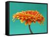 Orange Gerbera Daisy-Clive Nichols-Framed Stretched Canvas