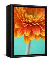 Orange Gerbera Daisy-Clive Nichols-Framed Stretched Canvas