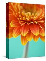 Orange Gerbera Daisy-Clive Nichols-Stretched Canvas