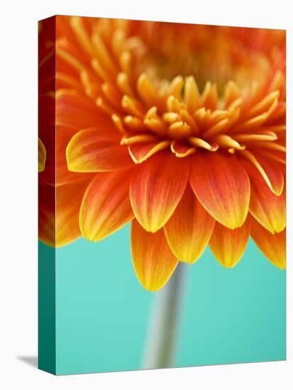 Orange Gerbera Daisy-Clive Nichols-Stretched Canvas