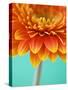 Orange Gerbera Daisy-Clive Nichols-Stretched Canvas