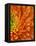 Orange Gerbera Daisy-Clive Nichols-Framed Stretched Canvas