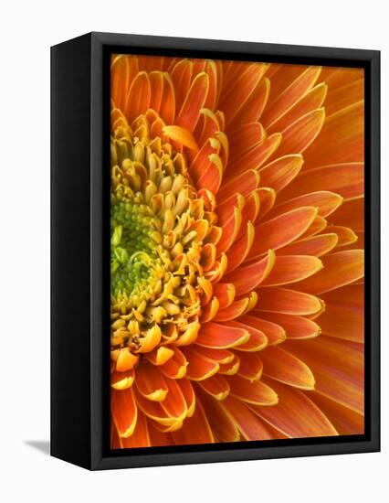 Orange Gerbera Daisy-Clive Nichols-Framed Stretched Canvas