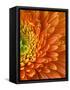 Orange Gerbera Daisy-Clive Nichols-Framed Stretched Canvas