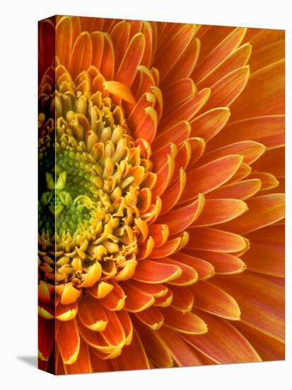 Orange Gerbera Daisy-Clive Nichols-Stretched Canvas