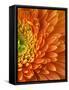 Orange Gerbera Daisy-Clive Nichols-Framed Stretched Canvas