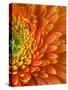 Orange Gerbera Daisy-Clive Nichols-Stretched Canvas