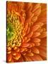 Orange Gerbera Daisy-Clive Nichols-Stretched Canvas