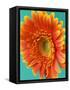 Orange Gerbera Daisy-Clive Nichols-Framed Stretched Canvas