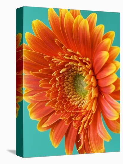 Orange Gerbera Daisy-Clive Nichols-Stretched Canvas