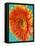 Orange Gerbera Daisy-Clive Nichols-Framed Stretched Canvas