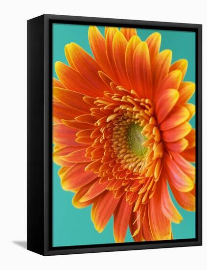 Orange Gerbera Daisy-Clive Nichols-Framed Stretched Canvas