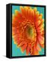 Orange Gerbera Daisy-Clive Nichols-Framed Stretched Canvas