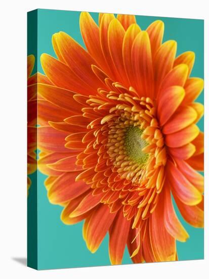 Orange Gerbera Daisy-Clive Nichols-Stretched Canvas