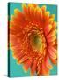 Orange Gerbera Daisy-Clive Nichols-Stretched Canvas