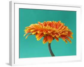 Orange Gerbera Daisy-Clive Nichols-Framed Photographic Print